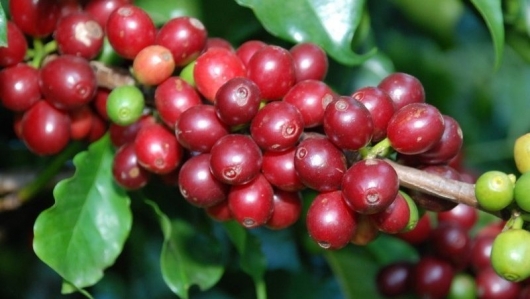 Giá nông sản hôm nay 05/6: Cà phê lao dốc hồ tiêu cũng giảm chạm đáy 72.000 đồng/kg