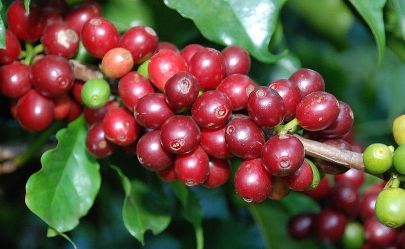 Giá nông sản hôm nay (05/6) cà phê giảm đồng loạt, trong đó, giá cà phê robusta tại mức 2.575 USD/tấn.
