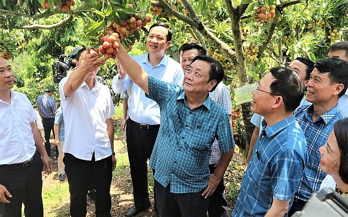Bộ trưởng Lê Minh Hoan và lãnh đạo tỉnh Bắc Giang hào hứng thưởng thức vải thiều ngay tại vườn.