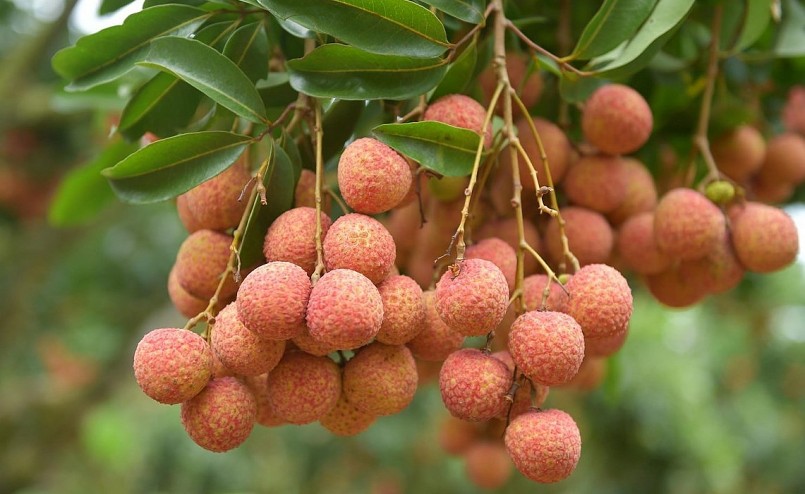 Nhắc đến huyện Lục Ngạn, tỉnh Bắc Giang, là nhắc đến một trong những vùng trồng cây ăn quả lớn nhất miền Bắc.