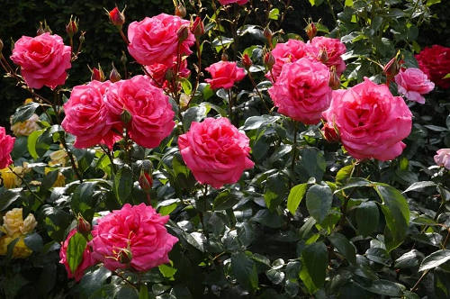 Trồng hoa hồng hay chết, phải biết ngay 5 “bí quyết” này, cây lên xanh tươi hoa ra sum suê