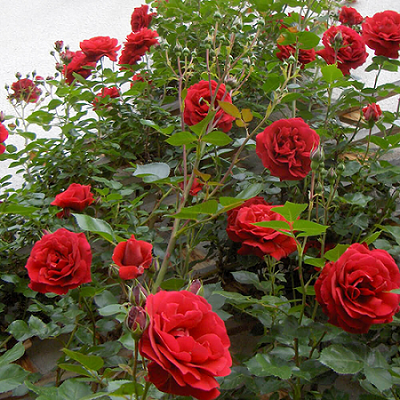Trồng hoa hồng hay chết, phải biết ngay 5 “bí quyết” này, cây lên xanh tươi hoa ra sum suê
