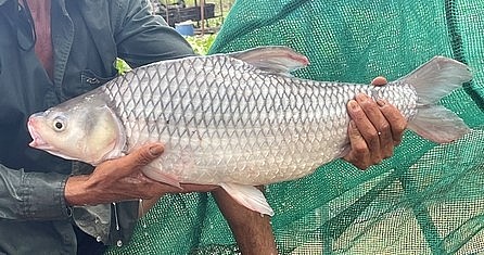 Cá cóc nuôi trong lồng ở Vĩnh Long có con nặng tới 6kg.