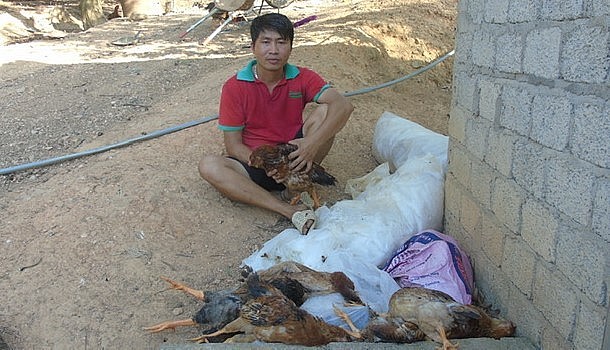 Nhiều hộ chăn nuôi đã để gà chết đói vì có bán cũng không đủ chi phí thức ăn.