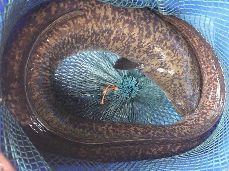 Một ngư dân ở Nghệ An đã bắt được một con cá lệch cân nặng 15kg, dài khoảng 1m trên sông Nậm Nơn. Con cá này đã được vận chuyển bằng ô tô từ Nghệ An đưa ra một nhà hàng ở quận Cầu Giấy, Hà Nội.