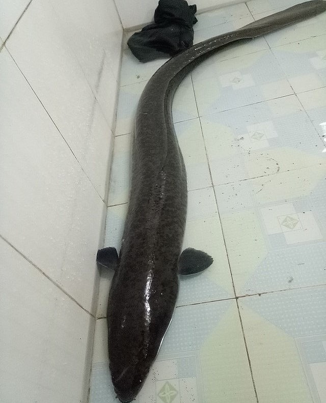 Con cá lệch cân lên nặng gần 10 kg, dài 1,6m được  ông Nguyễn Xuân Minh (xã Thanh Thủy, huyện Thanh Chương, Nghệ An) bắt được trên sông Rộ.