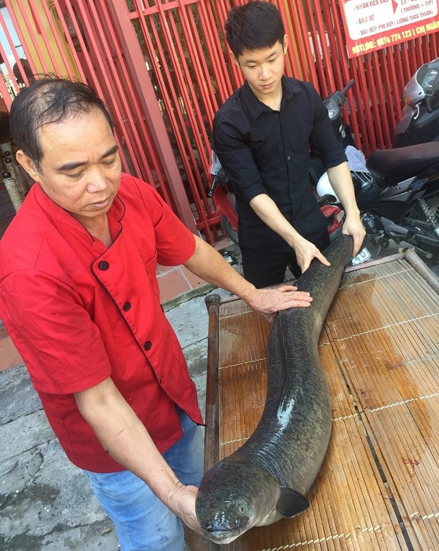 Người dân Nghệ An từng bắt được con cá chình nặng 18kg tại khu vực sông Lam.