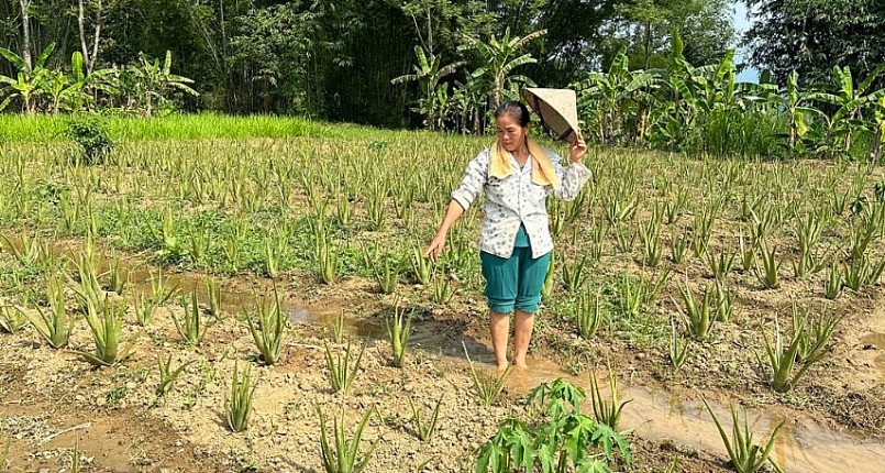 Vườn nha đam của gia đình bà Bùi Thị Lý, xóm Ào U, xã Nhân Mỹ (Tân Lạc) chuẩn bị cho thu hoạch lứa đầu tiên