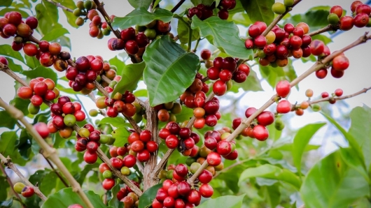 Giá nông sản hôm nay 06/6: Cà phê bật tăng đồng loạt sát ngưỡng 62, hồ tiêu lặng sóng