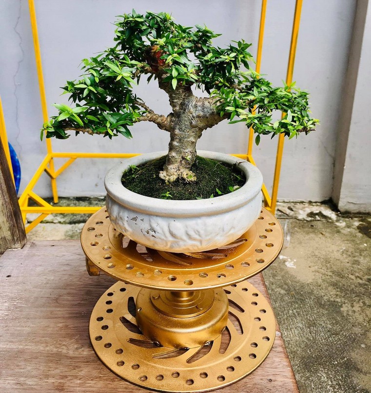 Sự mới lạ của tác phẩm bonsai nằm ở phụ kiện.