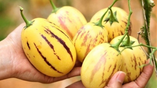Tưởng chỉ có ở Hàn Quốc, dưa hấu tí hon Đà Lạt mang hương thơm đặc biệt của 10 loại trái cây