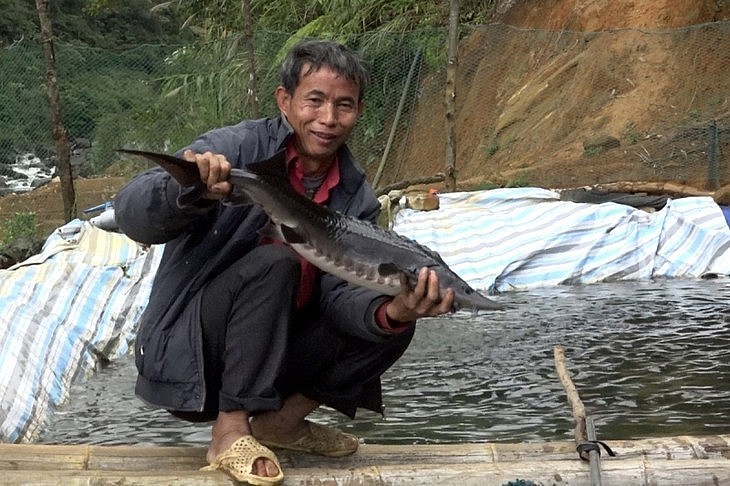 Nghề nuôi cá nước lạnh giúp nhiều hộ đồng bào Mông thoát nghèo. Ảnh: VOV