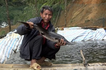 Nuôi cá đặc sản “to như cột nhà”, nông dân vùng cao thu tiền tỷ mỗi năm