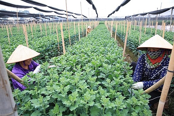 Nam Định nỗ lực xây dựng “hộ chiếu” cho nông sản hàng hoá