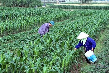 Nam Định nỗ lực xây dựng “hộ chiếu” cho nông sản hàng hoá