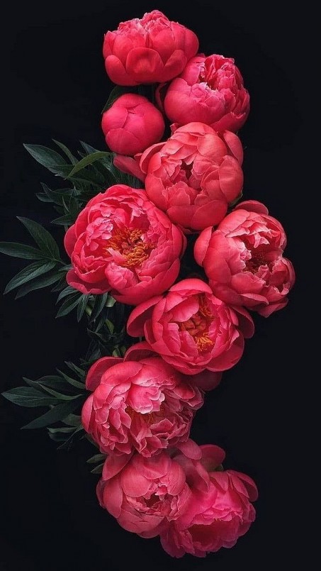 Tổng hợp 500 hình nền hoa mẫu đơn màu hồng Nổi bật và độc đáo