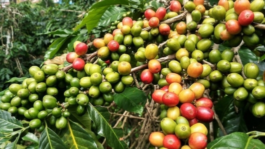 Giá nông sản hôm nay 07/6: Cà phê robusta duy trì đà tăng, hồ tiêu giảm mạnh chạm đáy 71.000 đồng/kg