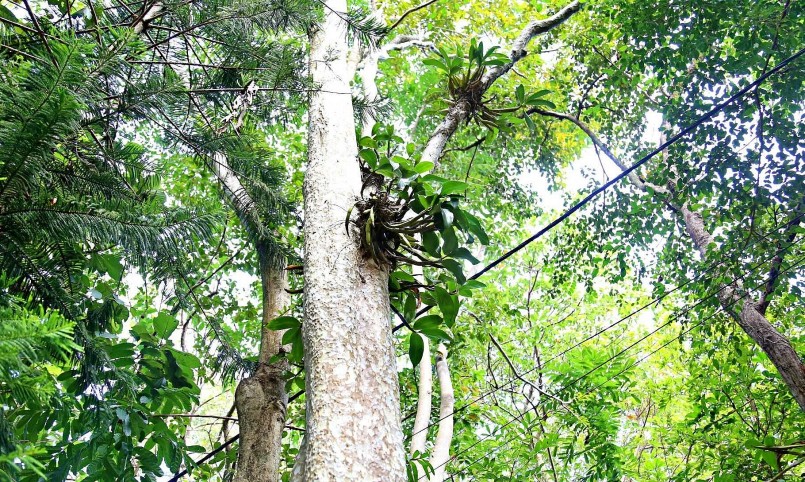 Ông Hưng đam mê lan rừng và tìm cách bảo tồn giống hoa này từ năm 1995.