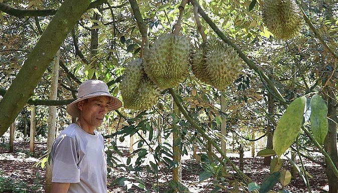 Hiện diện tích trồng sầu riêng của Đắk Lắk chủ yếu xen canh, nhỏ lẻ, gây khó khăn cho việc xây dựng mã vùng trồng xuất khẩu. 