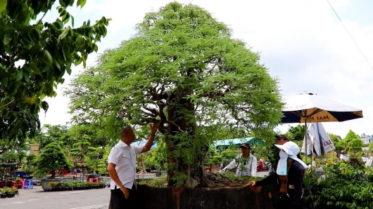 Siêu phẩm me bonsai trăm tuổi đọ dáng hải sơn tùng cổ thụ, điều gì khiến cây có giá trị tiền tỷ?