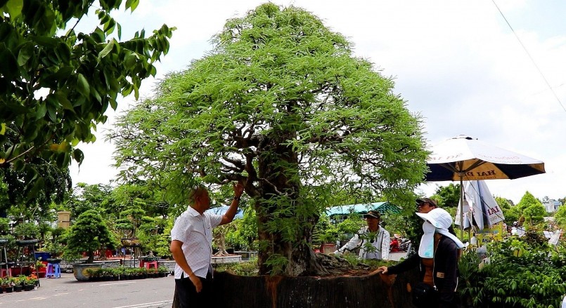 Cây me bonsai khoảng 100 năm tuổi được trưng bày tại hội chợ, có giá bán gần 1 tỷ đồng.