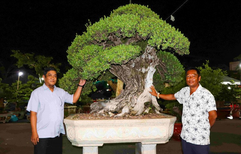 Cây hải sơn tùng có tuổi đời hơn 100 năm, giá bán gần 2 tỷ đồng của vựa bonsai Phúc Lộc (TP.Bà Rịa) được giới thiệu tại hội chợ. 