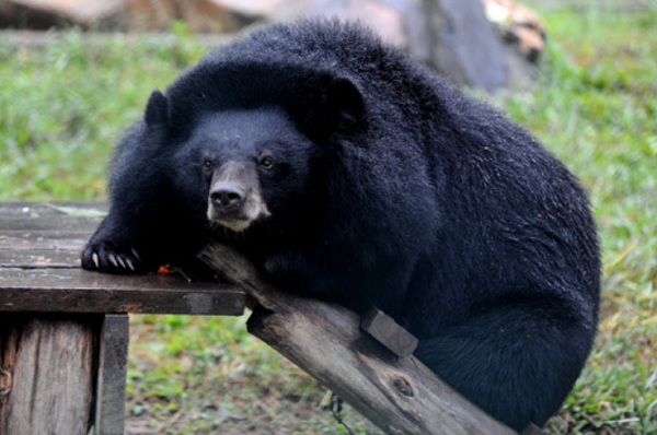 Trung tâm cứu hộ gấu Việt Nam - nơi "hồi sinh" của những cá thể gấu bất hạnh