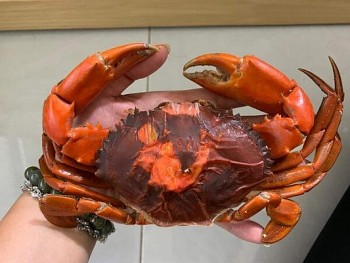 Loại cua ngon nhất Việt Nam, ăn cua ăn luôn cả vỏ, giá 950.000 đồng/kg vẫn được săn lùng