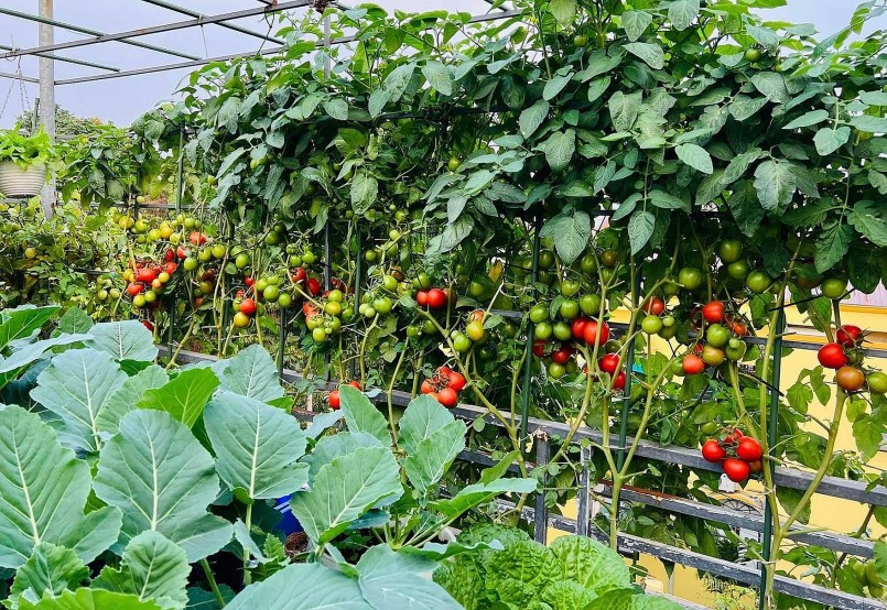 Cà chua là cây trồng ưa thích của chị Kim Oanh trên vườn, được trồng bao quanh sân thượng.