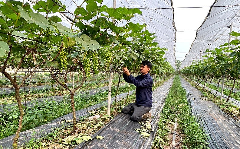 Anh Hoàng Văn Cương chăm sóc nho hạ đen tại xã Khai Thái (huyện Phú Xuyên, Hà Nội)..