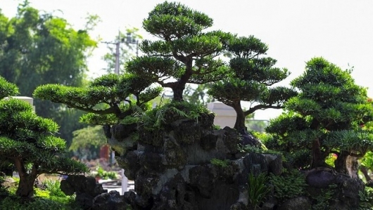 Thế giới bonsai quý hiếm của nghệ nhân Đất Võ, hội ngộ những dáng thế độc lạ trị giá trăm tỷ