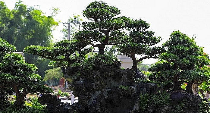 Nổi bật trong bộ sưu tập bonsai độc là là tác phẩm Đồi Tùng đã tạo điểm nhấn cho khu vườn của anh Ngọc. 