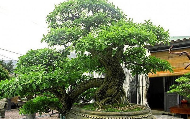 Cây mận rừng được anh Ngọc mua lại từ một nhà vườn tại Bình Định. Hiện cây có giá gần 1 tỷ đồng.
