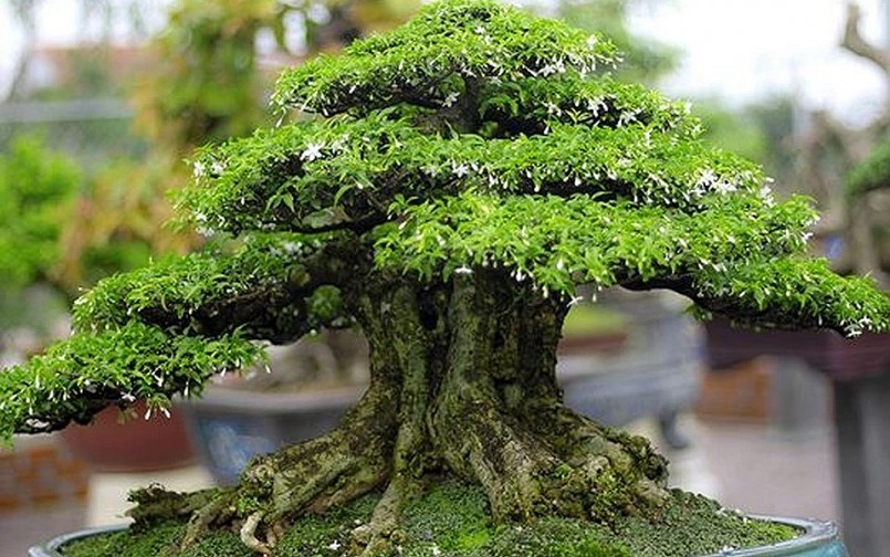 Những gốc bonsai độc, lạ có giá trị hàng trăm triệu đồng.