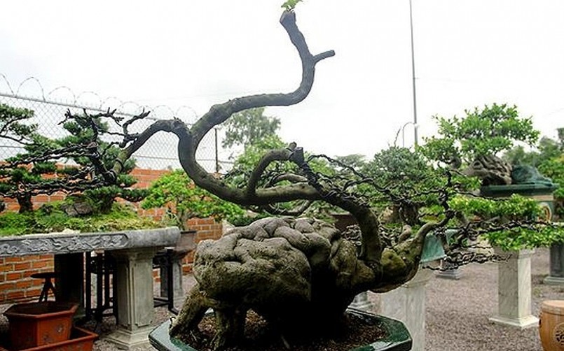 Những cây bonsai dáng cực kỳ lạ, được anh Ngọc dày công chăm sóc. 