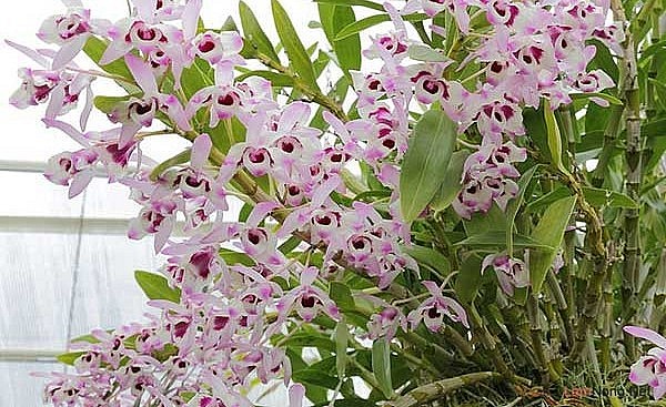 Hoa lan Dendro khá phổ biến tại Việt Nam, hoa có mùi hương thoang thoảng, ngọt ngào, giúp bạn giải tỏa mọi căn thẳng.