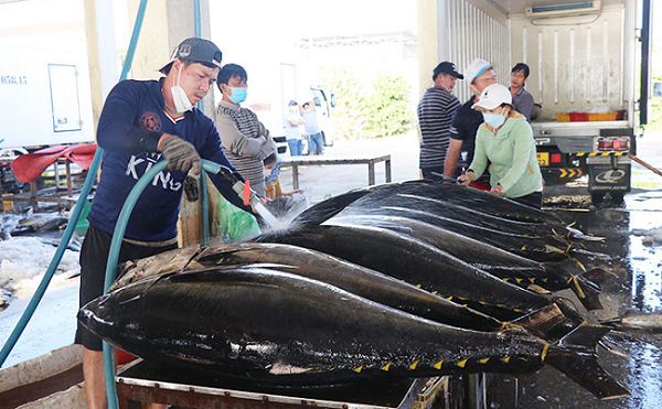Xuất khẩu cá ngừ sang Mexico tăng đột biến