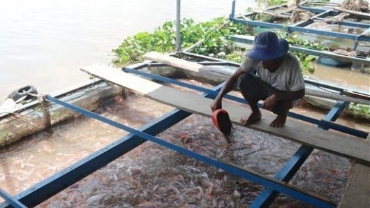 Giá cá tăng kỷ lục dân nuôi lồng bè tỉnh Tiền Giang trúng lớn