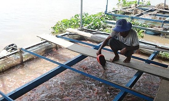 Giá cá lồng bè tăng vọt người nuôi lồng bè Tiền Giang đang lãi lớn.