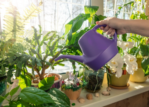 Trồng hoa sợ nhất 4 cách tưới nước này, tưới xong cây vàng lá thối rễ, bạn có phạm phải không?