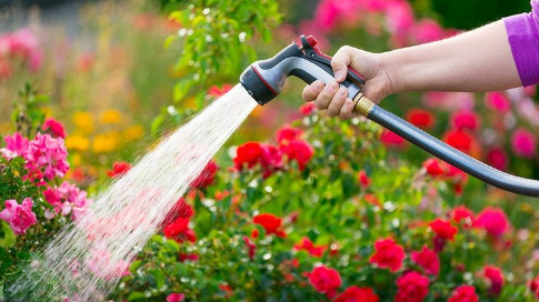 Trồng hoa sợ nhất 4 cách tưới nước này, tưới xong cây vàng lá thối rễ, bạn có phạm phải không?