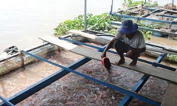 Giá cá tăng kỷ lục dân nuôi lồng bè tỉnh Tiền Giang trúng lớn