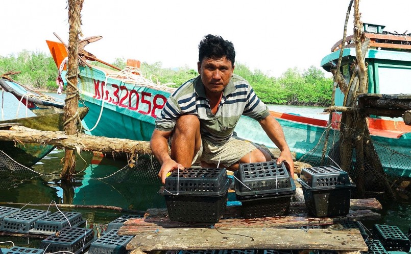 Anh Nguyễn Bửu Lộc ở ấp Rạch Tràm, xã Bãi Thơm, TP Phú Quốc đã thành công với mô hình nuôi cua biển trong hộp nhựa.