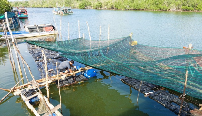 Anh Lộc dùng tấm lưới che nắng để cua biển nuôi không bị sốc nhiệt.