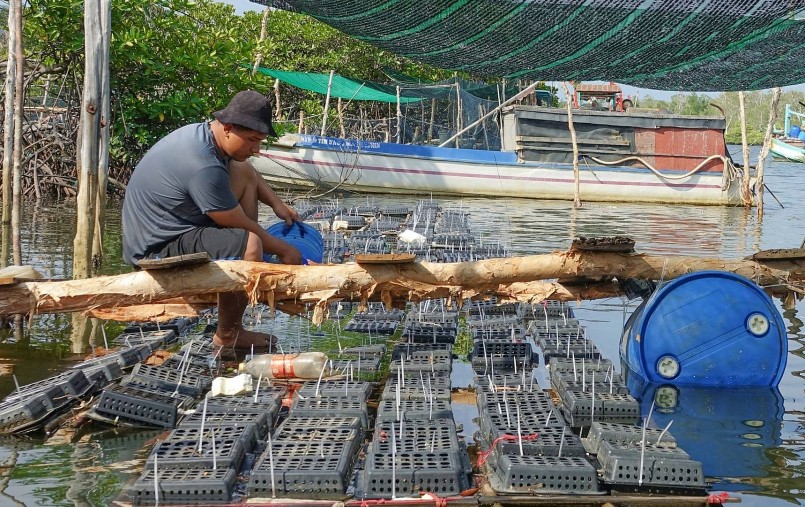 Anh Lộc đang có thu nhập cao nhờ nuôi cua biển trong hộp nhựa dưới tán rừng ven biển.
