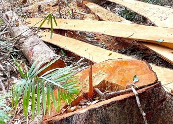 Gia Lai: Phát hiện hơn 50 cây gỗ bị cưa hạ trái phép