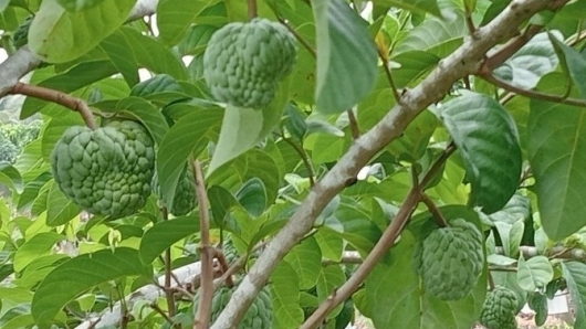 Người "làm liều" trồng na Thái trên đất chua phèn còn tìm ra cách để trái to đẹp thu lãi 350 triệu đồng/năm