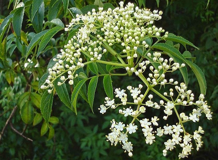Hoa sầu đâu miền Tây (neem Ấn Độ), có màu trắng, khác với cây sầu đâu miền Bắc có hoa màu tím.