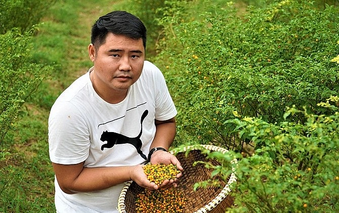 Anh Tân thu hoạch ớt bán cho người sành ăn ở các thành phố lớn như Hà Nội, Đà Nẵng, TPHCM