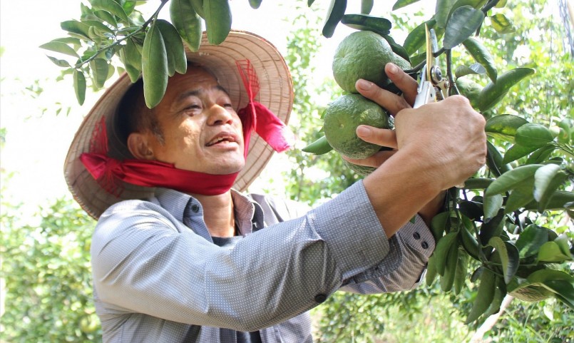 Tỷ phú nông dân Tống Văn Hướng.